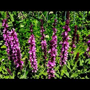 Meet your Posher, Johanne